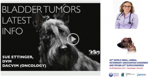 Bladder Tumours Last Info