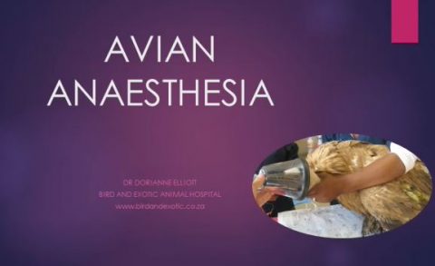 Avian Anaesthesia