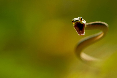 17.Biyoçeşitlilik (Yılanlar Hakkında)