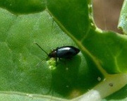 Cabbage stem flea beetle (CSFB) in UK winter oilseed rape (OSR)
