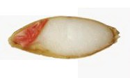 B04.2 - Germinative Capacity - Rapid Staining Method v1 (3.3.2)