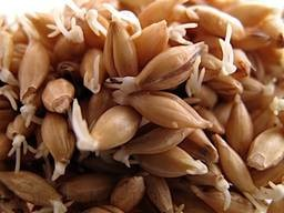 B04.4 - Germination - What affects the test? v1 (3.3.4)