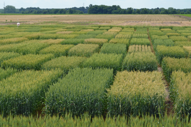 W05.5 Gluten Washing - What affects the test? v1.1 (2.4.5)