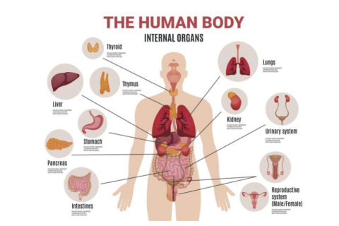 Anatomy and Physiology - Mind body Science (02)
