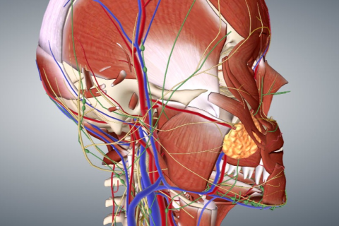 Introduction to Human Anatomy & The Musculo-Skeletal System with 3D Models (HAMSK-002)