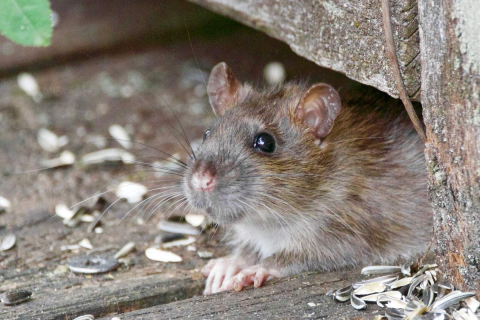 Module 7| Bestrijding en wering van insecten, ongedierte, vogels en wild