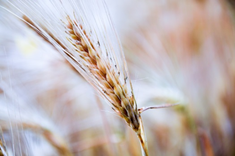 Le blé en panification (VEN0307)