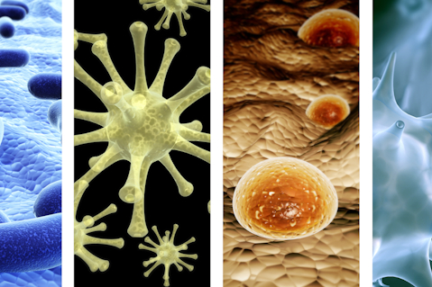 Le monde invisible des microorganismes (CFRQHYG104)