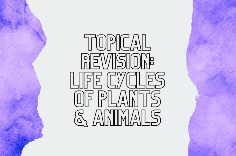 4A6 - Revision: Life Cycles of Plants & Animals (S4A6)