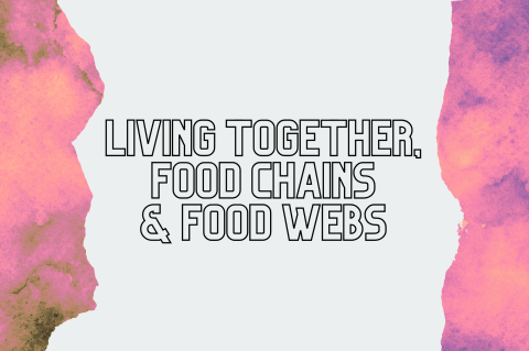 6B1 - Living Together, Food Chains & Webs (S6B1)