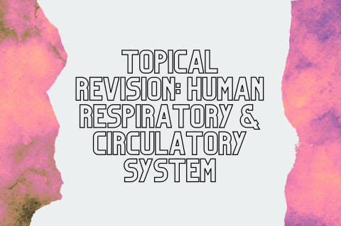 6B5 - Revision: Respiratory & Circulatory Systems (S6B5)