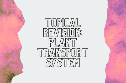 6B6 - Revision: Plant Transport System (S6B6)