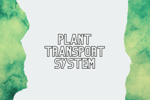 5B3 - Plant Transport System 1 (S5B3)