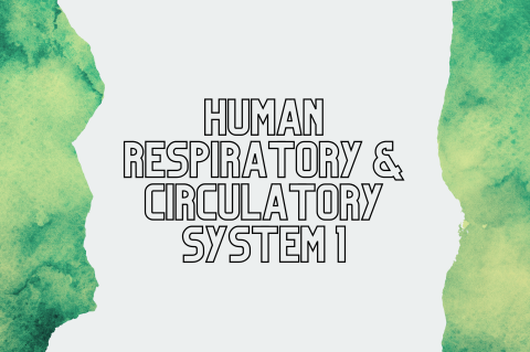 5C1 - Human Respiratory & Circulatory System 1 (S5C1)