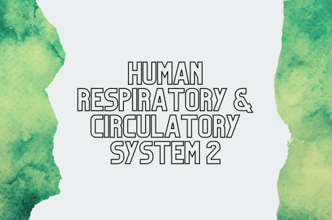 5C2 - Human Respiratory & Circulatory System 2 (S5C2)