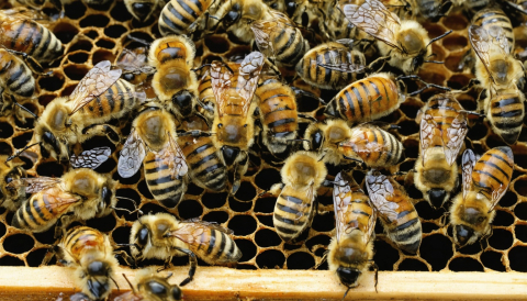 Beekeeping and Honey Production (BEE100)