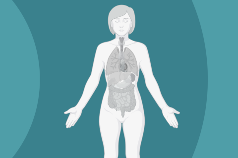 A Simple PBPK Model (P01-12) A Simple PBPK Model (P01-12)