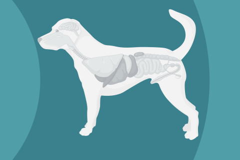 Scaling Across Species (P03-12) Scaling Across Species (P03-12)