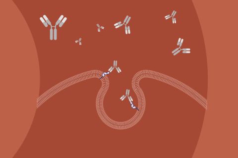 Large Molecule PBPK & TMDD (M07-12)