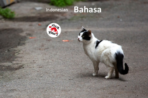 (ID) Panduan Perawatan Kucing Komunitas (CCC03)