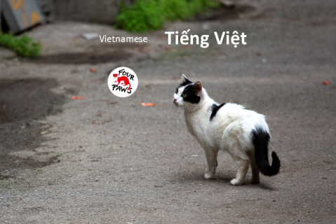 (VI) Sổ tay Chăm sóc Mèo cộng đồng (CCC04)