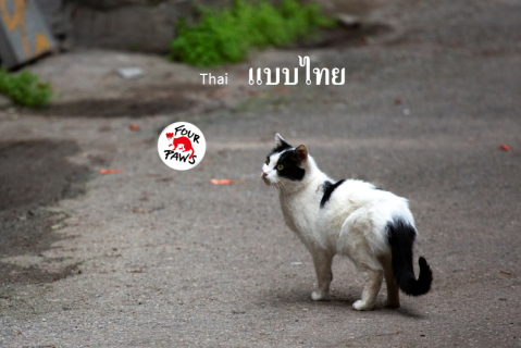 (TH) คู่มือการดูแลแมวชุมชน (CCC05)