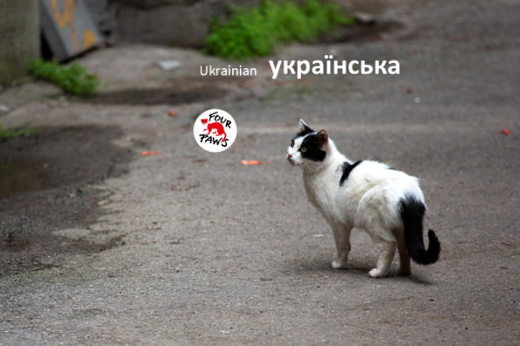 (UA) Посібник з догляду за котами в громаді (CCC06)