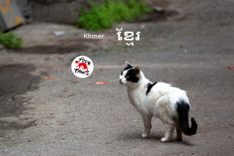 (KM) សៀវភៅណែនាំអំពីការថែទាំឆ្មាក្នុងសហគមន៍ (CCC08) (KM) សៀវភៅណែនាំអំពីការថែទាំឆ្មាក្នុងសហគមន៍ (CCC08)