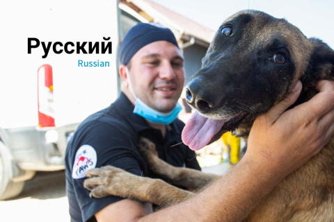 (RU) Курс по программе CNVR (отлов — стерилизация — вакцинация — возврат) (SAC10) (RU) Курс по программе CNVR (отлов — стерилизация — вакцинация — возврат) (SAC10)