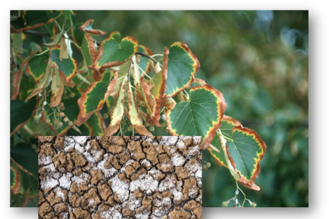 Novel Solution to Irrigation Salinity in Urban Trees in Arid Areas