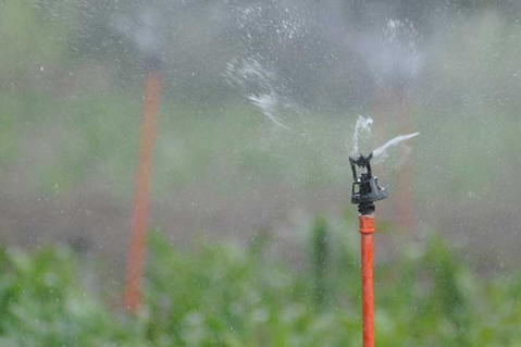 The Importance of Water Requirements for Turfgrass