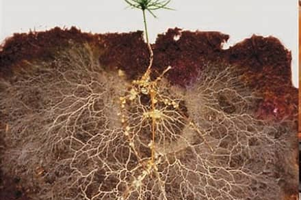 Soil Amendments 2.0 - From Compost to Mycorrhizal Fungi and a Few Things in Between
