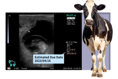 Échographie vétérinaire et diagnostic animal (EchoVe)