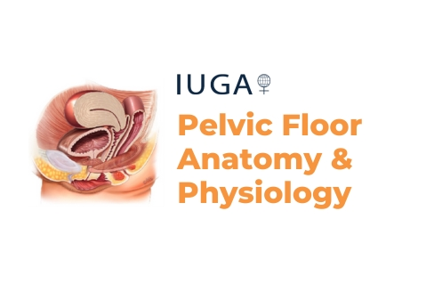 Pelvic Floor Anatomy and Physiology
