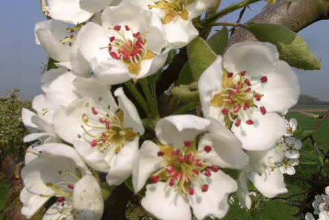 Fruitteelt licentiecursus onderdeel Teelt