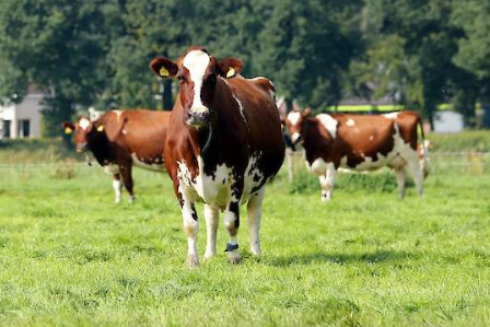 Veehouderij licentiecursus onderdeel Teelt