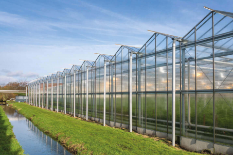 Bedekte teeltlicentiecursus onderdeel Teelt