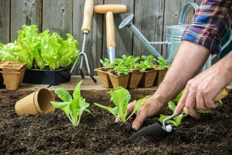 Curso de Jardinería (Jardinería)