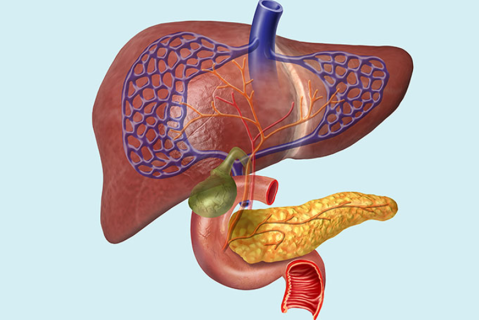 05. Hepatopancreatobiliary Anatomy