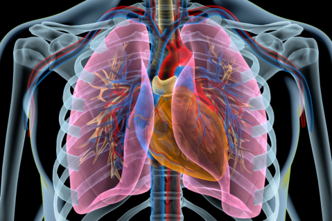 04. Thoracic Anatomy