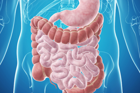 03. Digestive System Anatomy