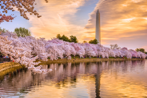 Cherry Blossom Festival