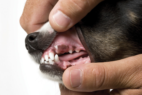 2013 AAHA dental care guidelines for dogs and cats