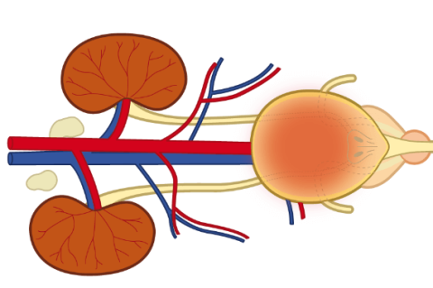 A case of idiopathic cystitis in a 9-year-old neutered male cat
