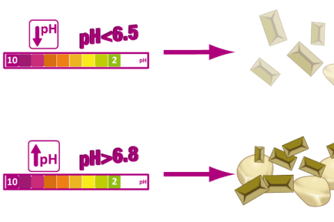 A case of cystitis associated with struvite microcalculi