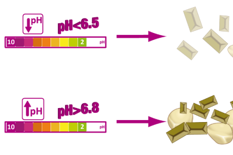 A case of cystitis associated with struvite microcalculi