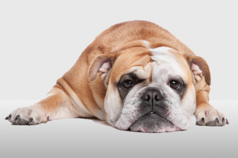 A case of flea allergy dermatitis in a male English bulldog