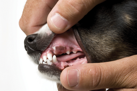 2013 AAHA dental care guidelines for dogs and cats