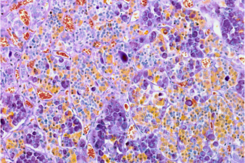 2018 AAHA Diabetes Management Guidelines for Dogs and Cats