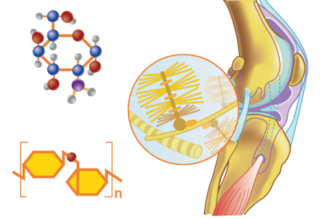 Ідентифікація кінцевих продуктів глікації Ne-карбоксиметилізину в синовіальній тканині хворих на...